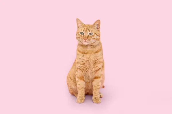 Милий Імбирний Кіт Рожевому Фоні — стокове фото