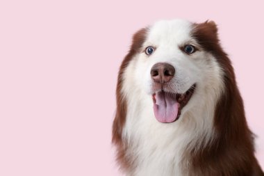 Pembe arka planda şirin Husky köpeği, yakın plan.
