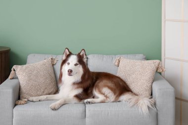 Oturma odasındaki kanepede yatan sevimli Husky köpeği.