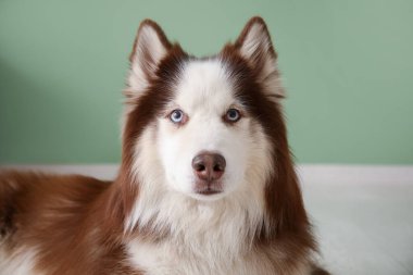 Şirin Husky köpeği yerde yatıyor, yakın plan.