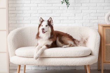 Oturma odasındaki kanepede yatan sevimli Husky köpeği.
