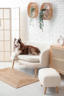 Oturma odasındaki kanepede yatan sevimli Husky köpeği.