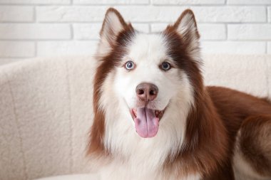 Oturma odasındaki kanepede uzanmış şirin Husky köpeği.