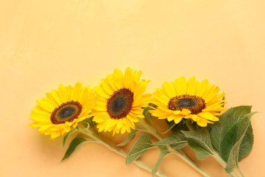 Beautiful sunflowers on yellow background