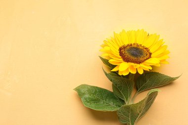 Sarı arka plan üzerinde güzel ayçiçeği