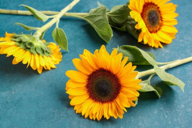 Beautiful sunflowers on green background