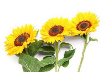 Beyaz arka planda güzel ayçiçekleri