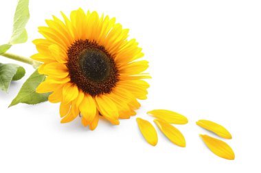 Beautiful sunflower and petals on white background clipart