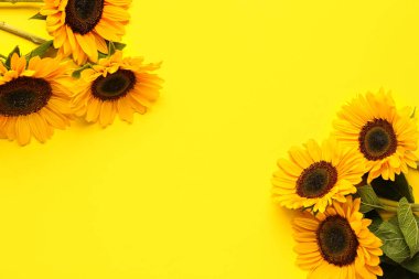 Beautiful sunflowers on yellow background