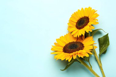 mooie zonnebloemen op blauwe achtergrond