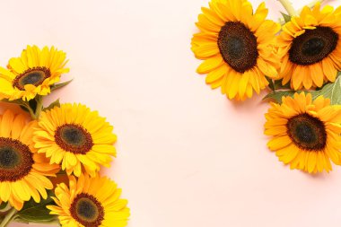 Pembe arka planda güzel ayçiçekleri