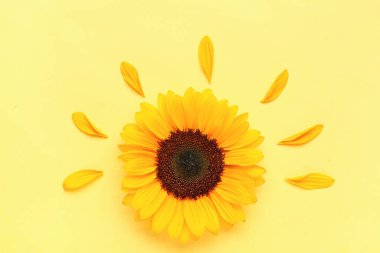 Beautiful sunflower and petals on yellow background