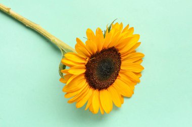 mavi arka plan üzerinde güzel ayçiçeği