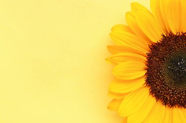 Sarı arka plan üzerinde güzel ayçiçeği
