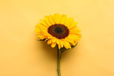 Sarı arka plan üzerinde güzel ayçiçeği