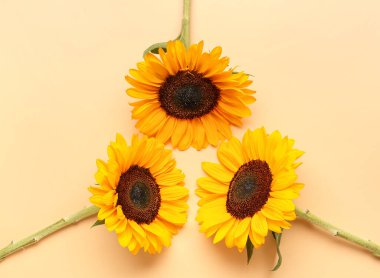 Turuncu arka planda güzel ayçiçekleri