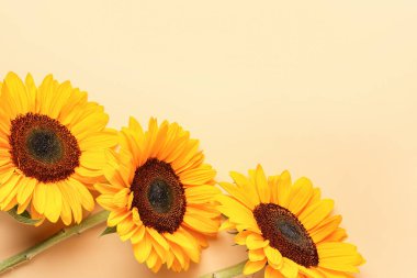 Turuncu arka planda güzel ayçiçekleri