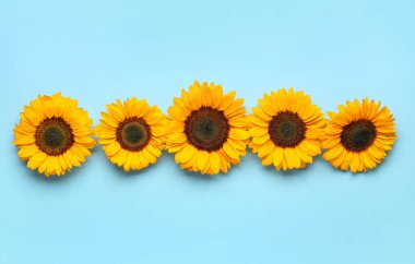 mooie zonnebloemen op blauwe achtergrond