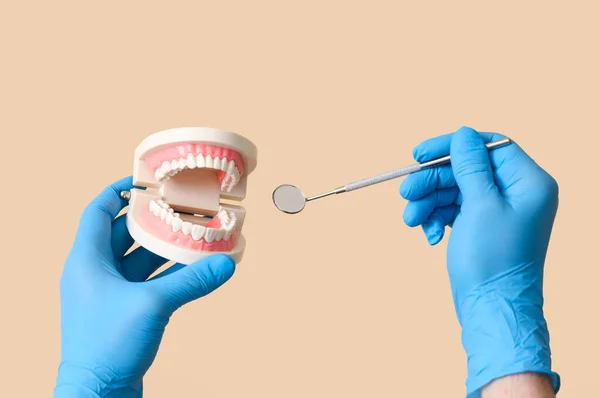 顎モデルとベージュの背景のツールを持つ歯科医 — ストック写真