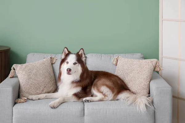 Sød Husky Hund Liggende Sofaen Stuen - Stock-foto