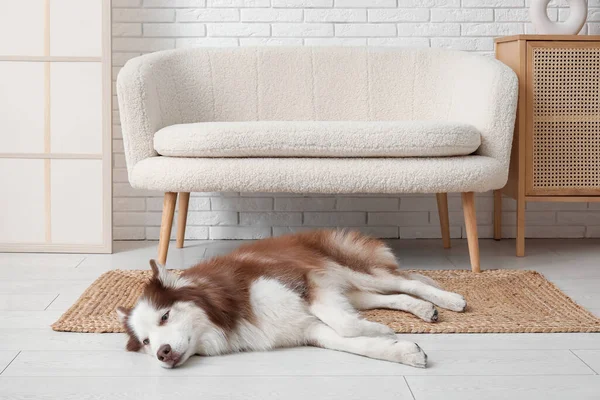 Cute Husky Dog Lying Floor Living Room — Stock Photo, Image