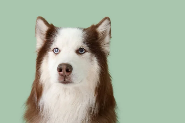Милий Хаскі Собака Зеленому Фоні Крупним Планом — стокове фото