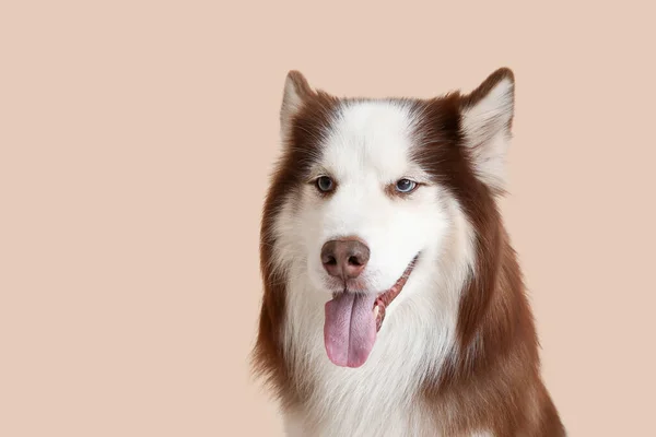 Bej Arka Planda Şirin Husky Köpeği Yakın Plan — Stok fotoğraf