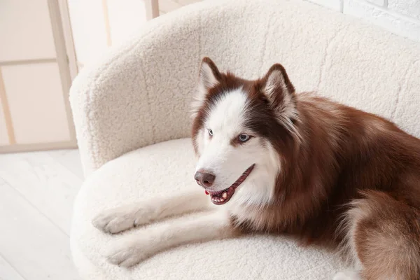 Anjing Husky Lucu Berbaring Sofa Ruang Tamu Closeup — Stok Foto