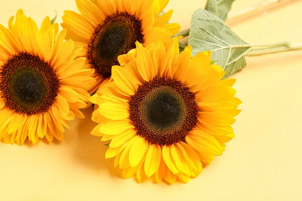 Красиві Соняшники Жовтому Фоні — стокове фото