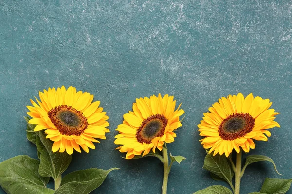 Beautiful Sunflowers Green Background — Zdjęcie stockowe