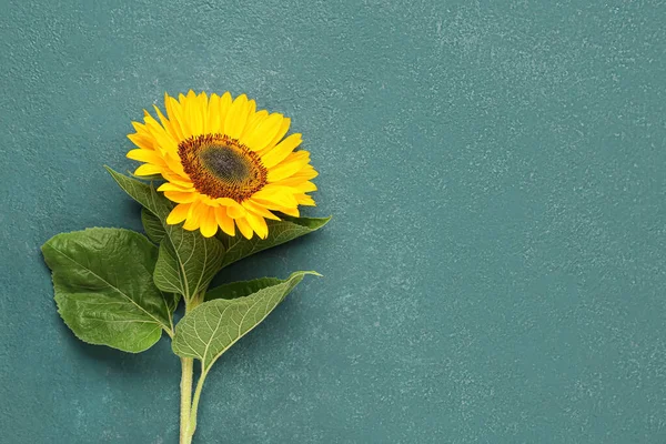 Beautiful Sunflower Green Background — Stock Photo, Image