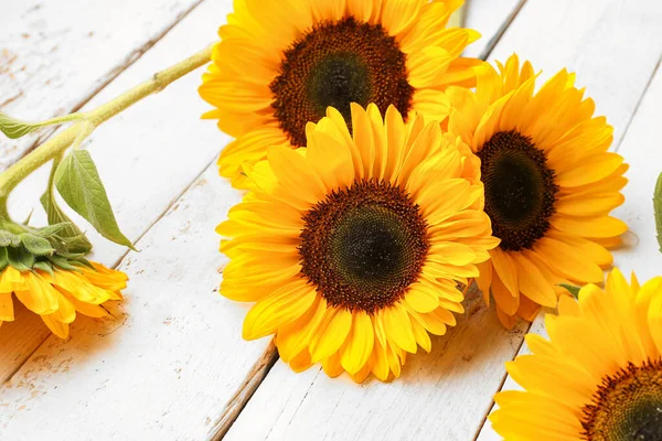 Schöne Sonnenblumen Auf Weißem Holzhintergrund — Stockfoto