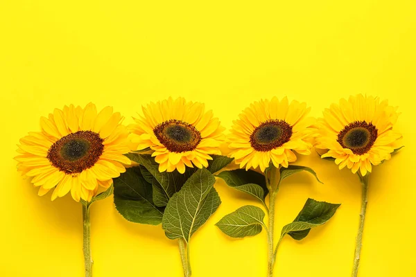 Красиві Соняшники Жовтому Фоні — стокове фото