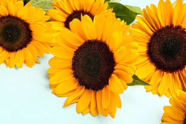 Schöne Sonnenblumen Auf Blauem Hintergrund — Stockfoto