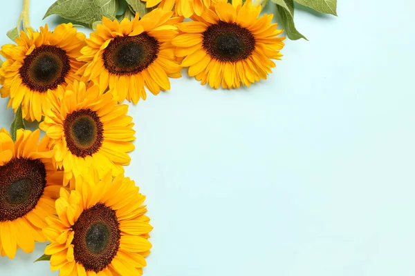 Beautiful Sunflowers Blue Background — Stock Photo, Image