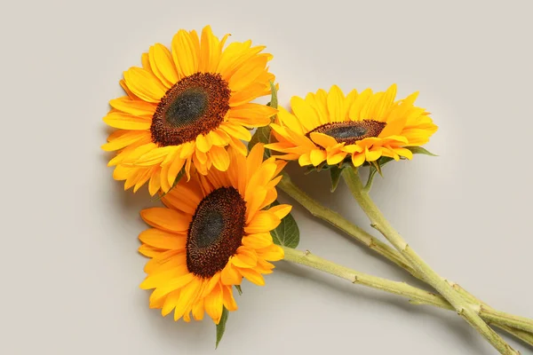 stock image Beautiful sunflowers on grey background