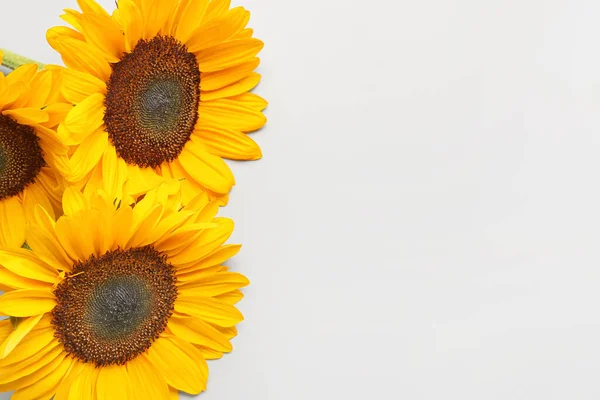 Beautiful Sunflowers Grey Background — Stock Photo, Image