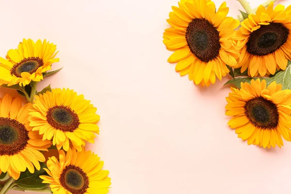 stock image Beautiful sunflowers on pink background