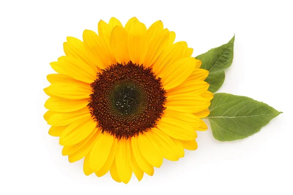 stock image Beautiful sunflower with leaves on white background