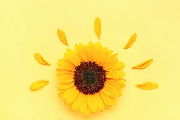 Красивий Соняшник Пелюстки Жовтому Тлі — стокове фото