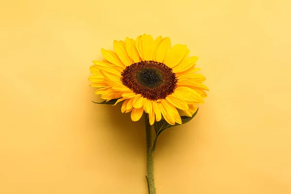 Beautiful Sunflower Yellow Background — Stock Photo, Image