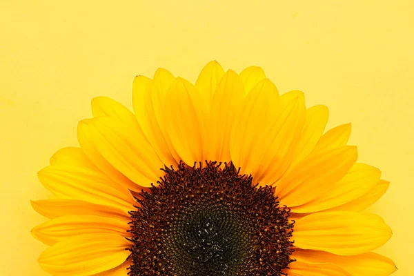 Bunga Matahari Yang Indah Pada Latar Belakang Kuning — Stok Foto