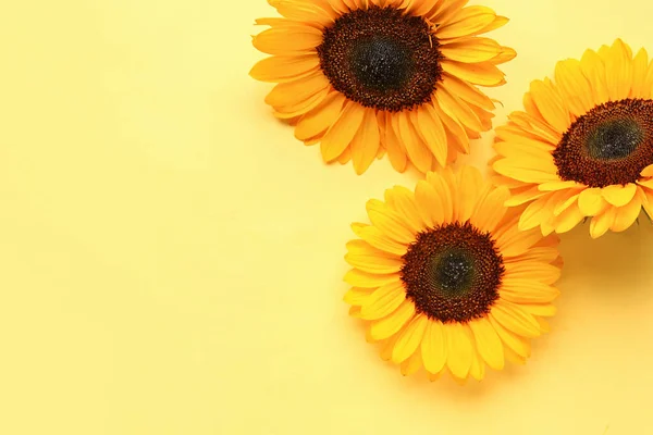 Beautiful Sunflowers Yellow Background — Foto de Stock