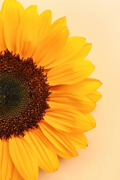 Beautiful Sunflower Orange Background — Stock Photo, Image