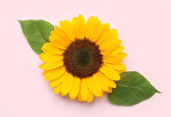 stock image Beautiful sunflower with leaves on lilac background