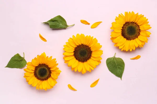 Красиві Соняшники Листям Пелюстками Бузковому Фоні — стокове фото