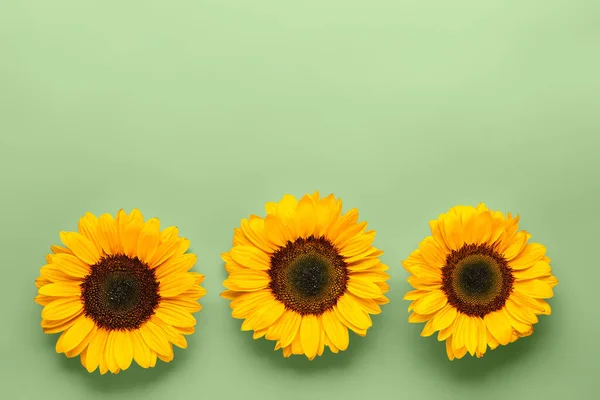Beautiful Sunflowers Green Background — Fotografia de Stock