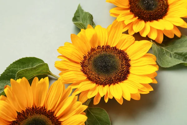 stock image Beautiful sunflowers and leaves on green background