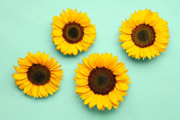Beautiful Sunflowers Turquoise Background — Stock Photo, Image