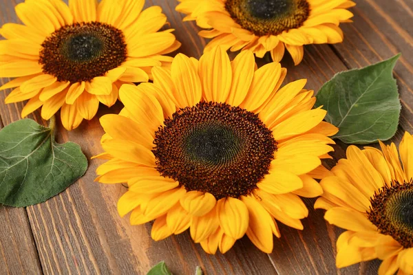 Schöne Sonnenblumen Und Blätter Auf Holzgrund — Stockfoto